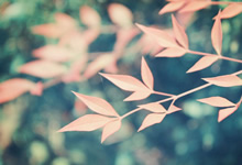 绝地反击，闪耀亚洲！泰国女篮五连胜铸就传奇！